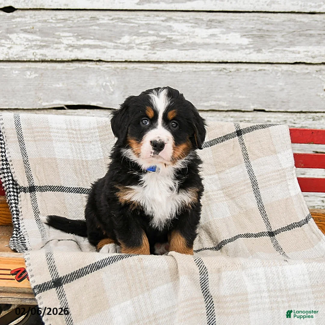 Bernese Mountain Dog dogs for sale: Macy - Ad 2