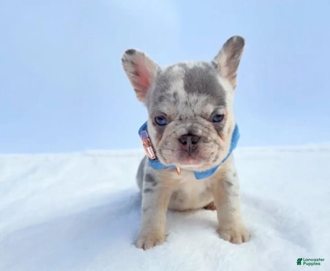 French Bulldog dogs for sale: Leon - Ad 1