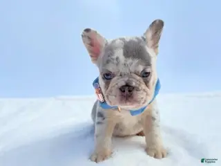 French Bulldog dogs Leon - Ad 26