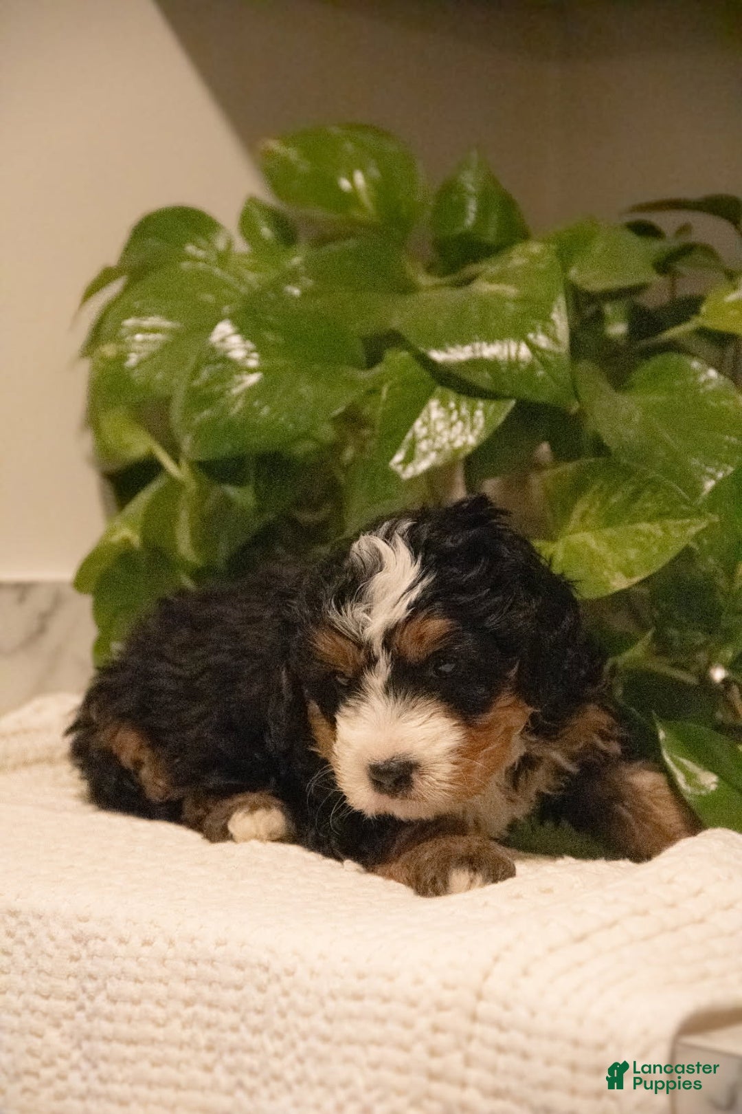 Mini Bernedoodle dogs for sale: Tezla - Ad 2