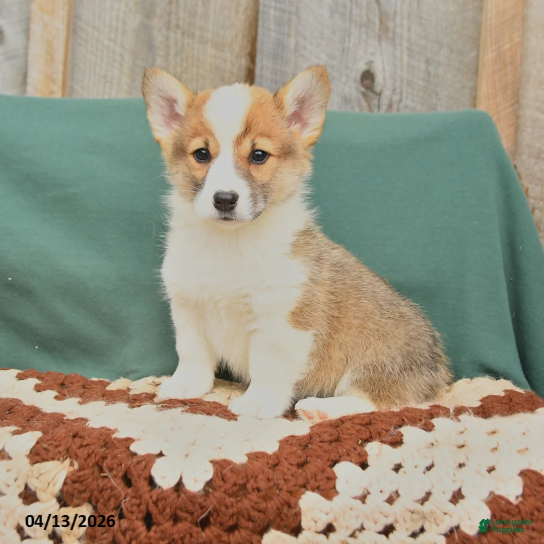 Welsh Corgi Pembroke dogs for sale: Hooch - Ad 1