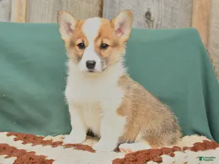Welsh Corgi Pembroke dogs for sale: Hooch - Ad 4
