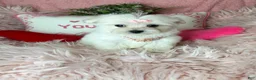 Maltese dogs for sale: Trinity - Ad 3