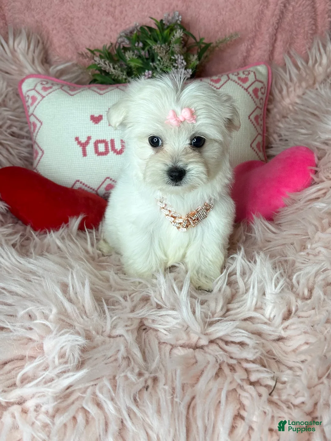 Maltese dogs for sale: Trinity - Ad 3