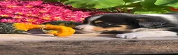 Mixed Breed dogs for sale: Ronnie - Ad 2