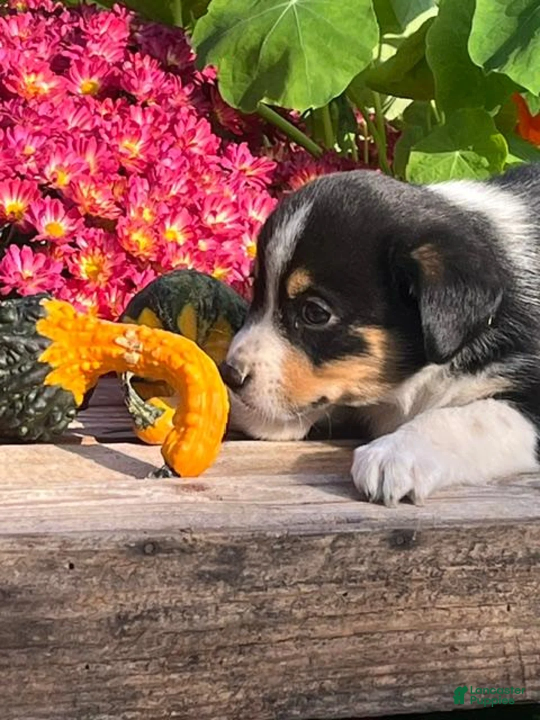 Mixed Breed dogs for sale: Ronnie - Ad 2