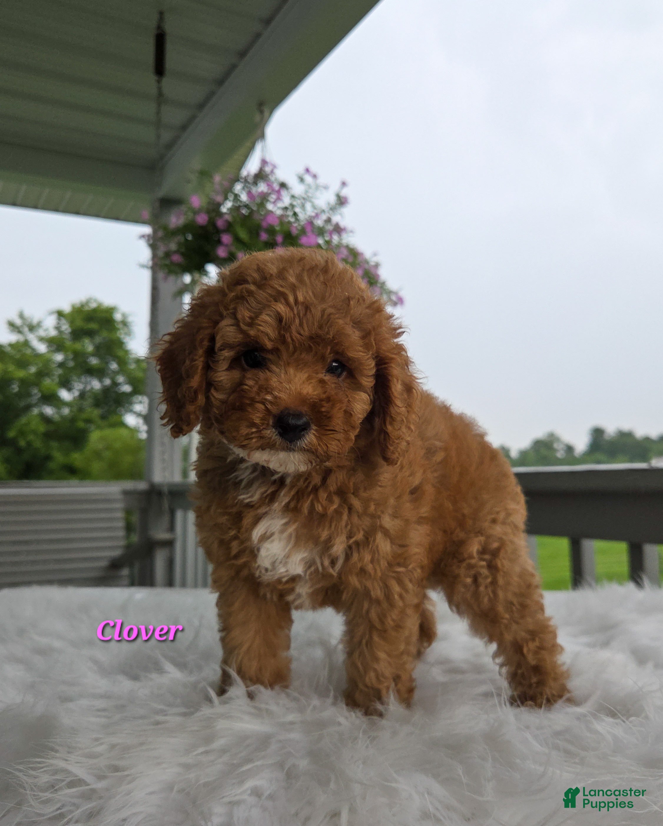 Cavapoo dogs Clover - Ad 1
