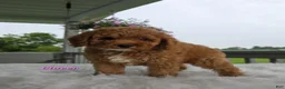 Cavapoo dogs for sale: Clover - Ad 1