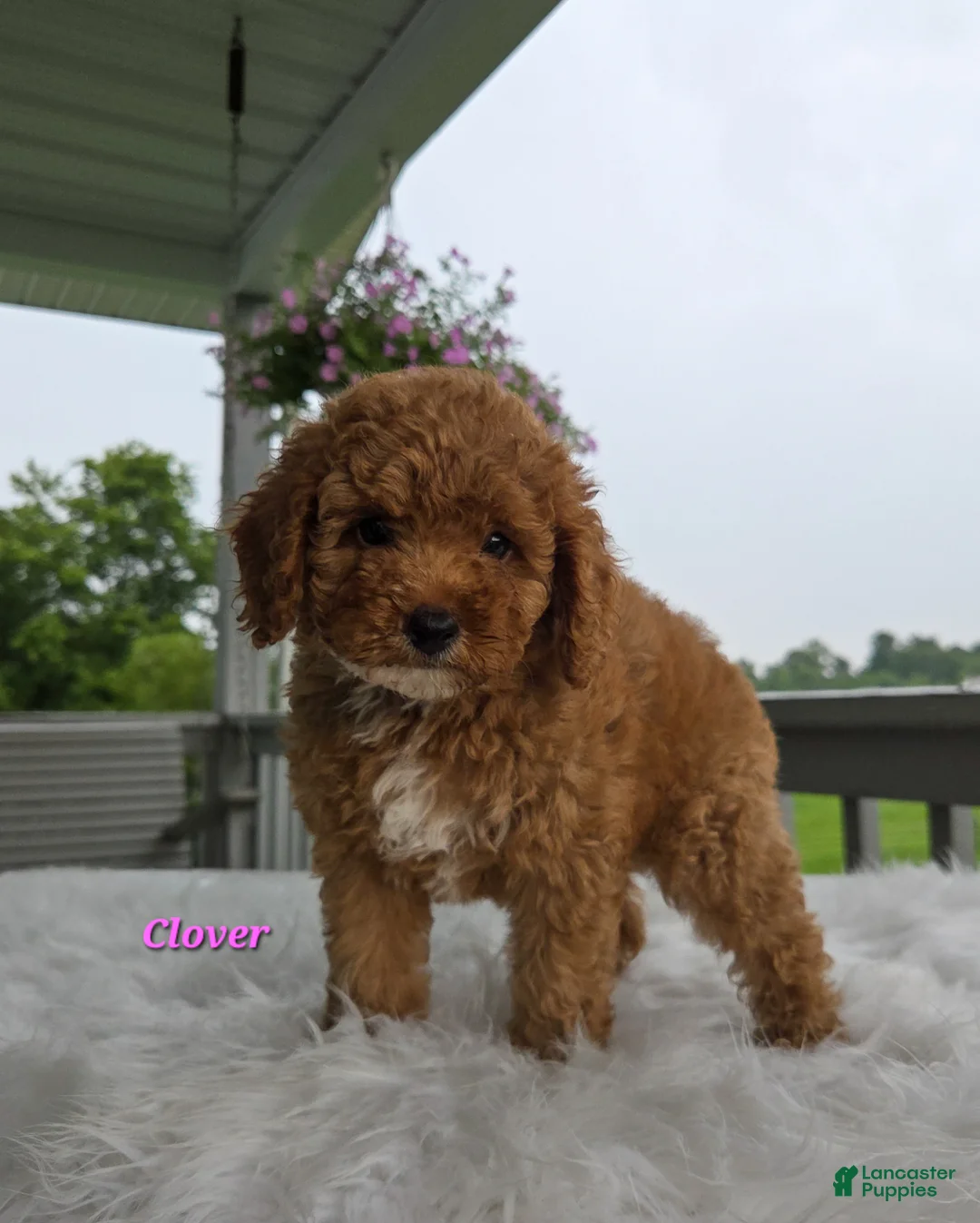 Cavapoo dogs for sale: Clover - Ad 1