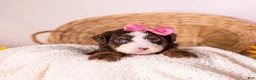 Bernedoodle dogs for sale: Happy - Ad 3