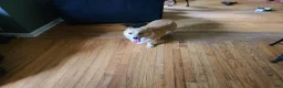 Welsh Corgi Pembroke dogs for sale: Welsh Corgi Pembroke 5 - Ad 2