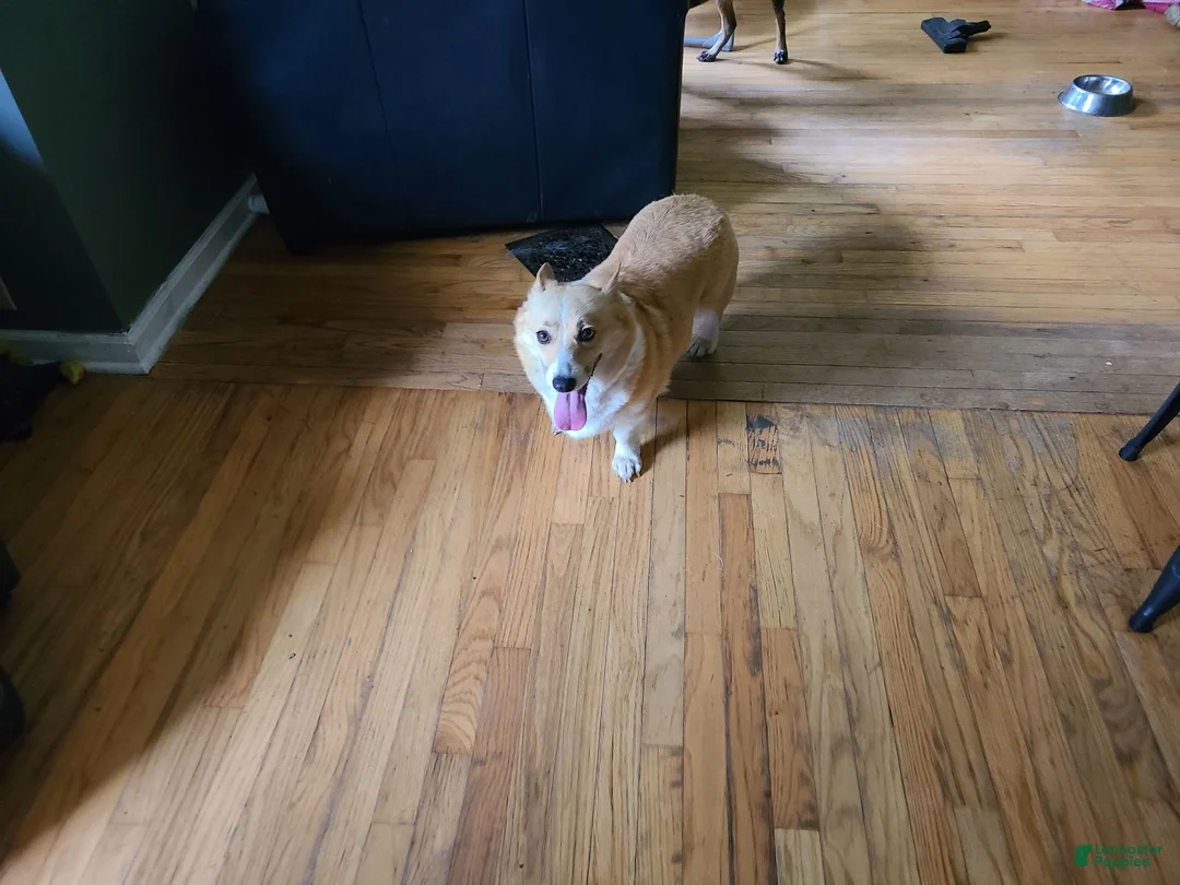 Welsh Corgi Pembroke dogs for sale: Welsh Corgi Pembroke 5 - Ad 2