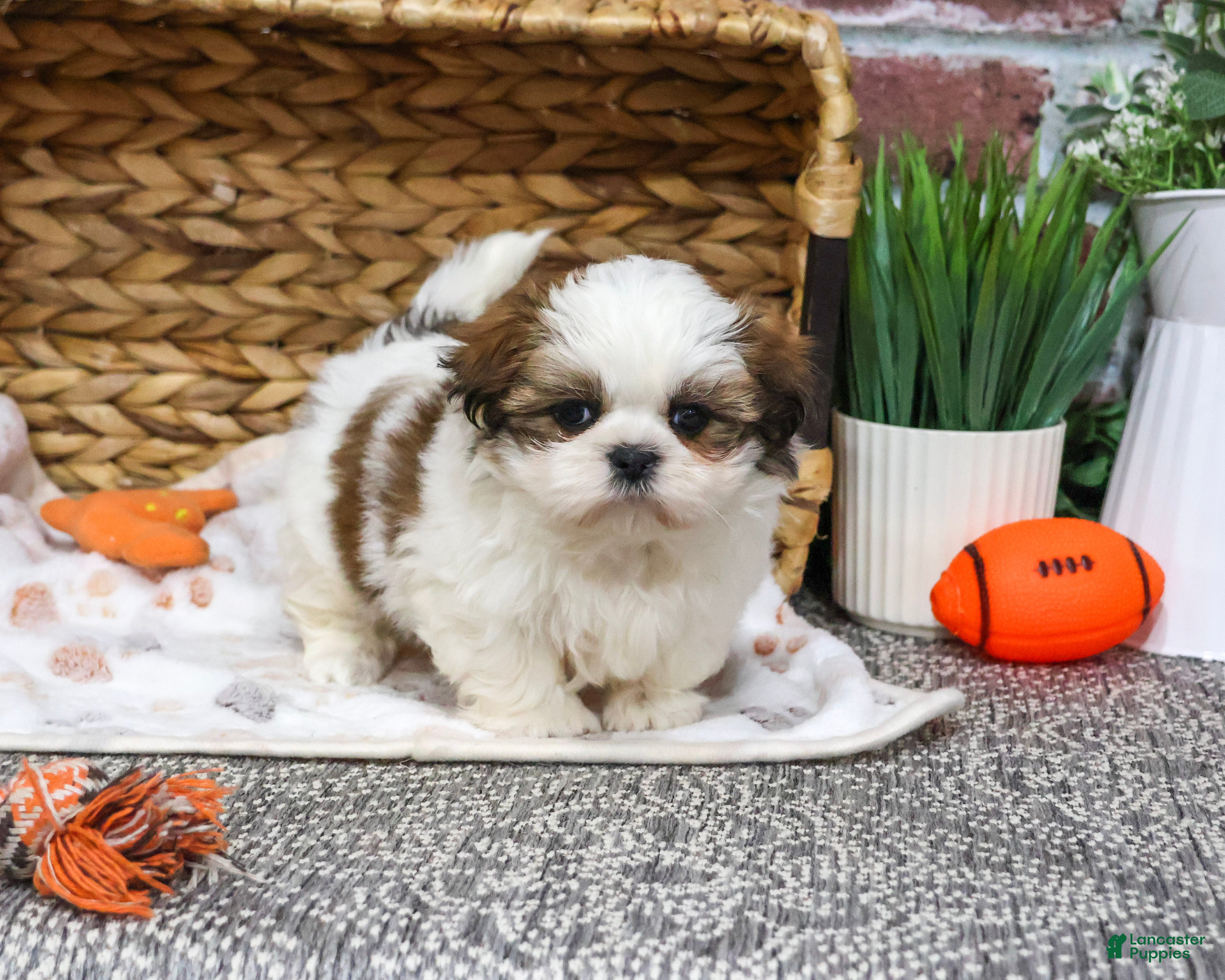 Shih Tzu dogs for sale: Tin Man - Ad 2