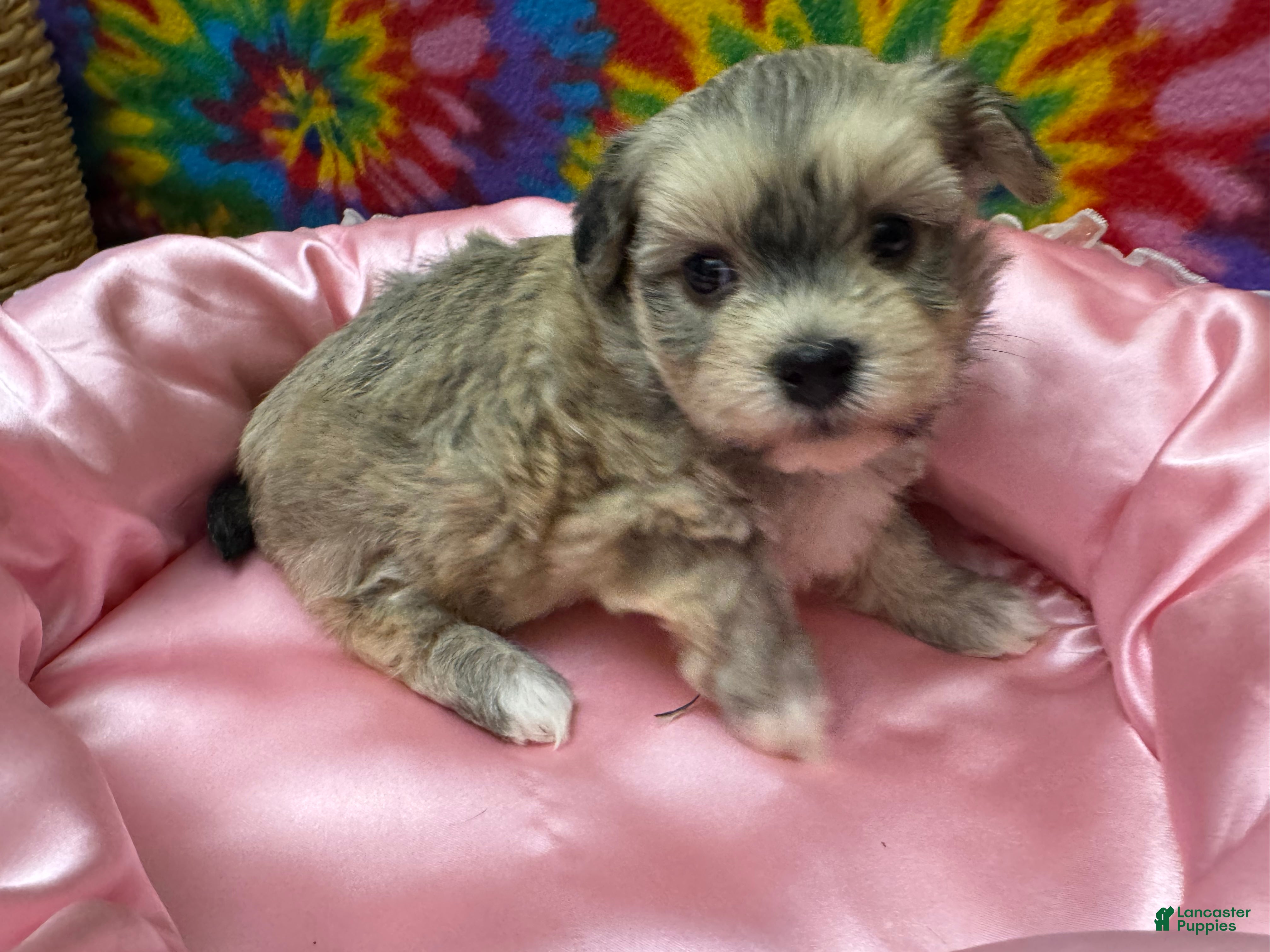 Havanese dogs Suzie - Ad 2