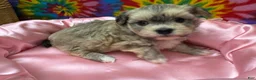 Havanese dogs for sale: Suzie - Ad 2