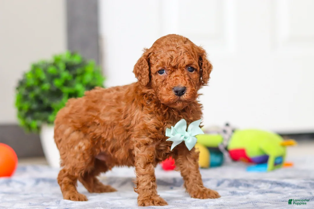Mini Goldendoodle dogs for sale: Mitch - Ad 4