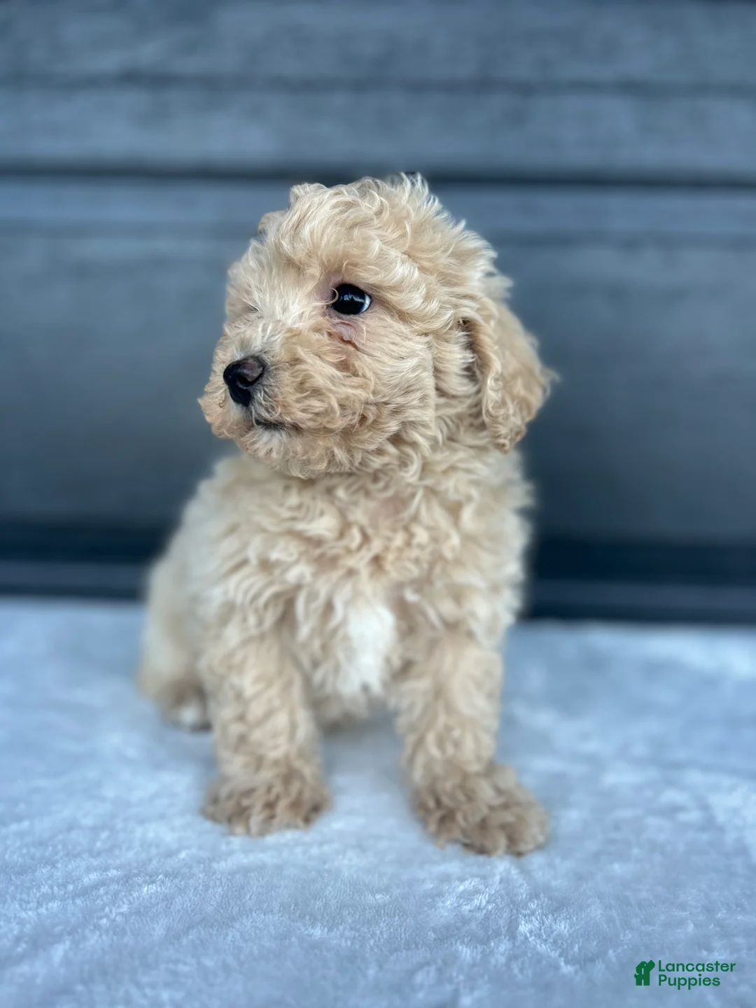 Bichpoo dogs for sale: Bichpoo Puppy 1 - Ad 2