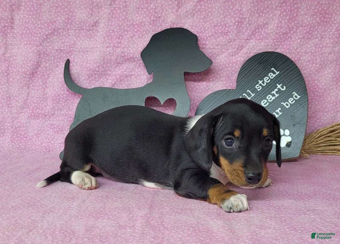 Miniature Dachshund dogs for sale: AKC Sofie *Delivery available* - Ad 1