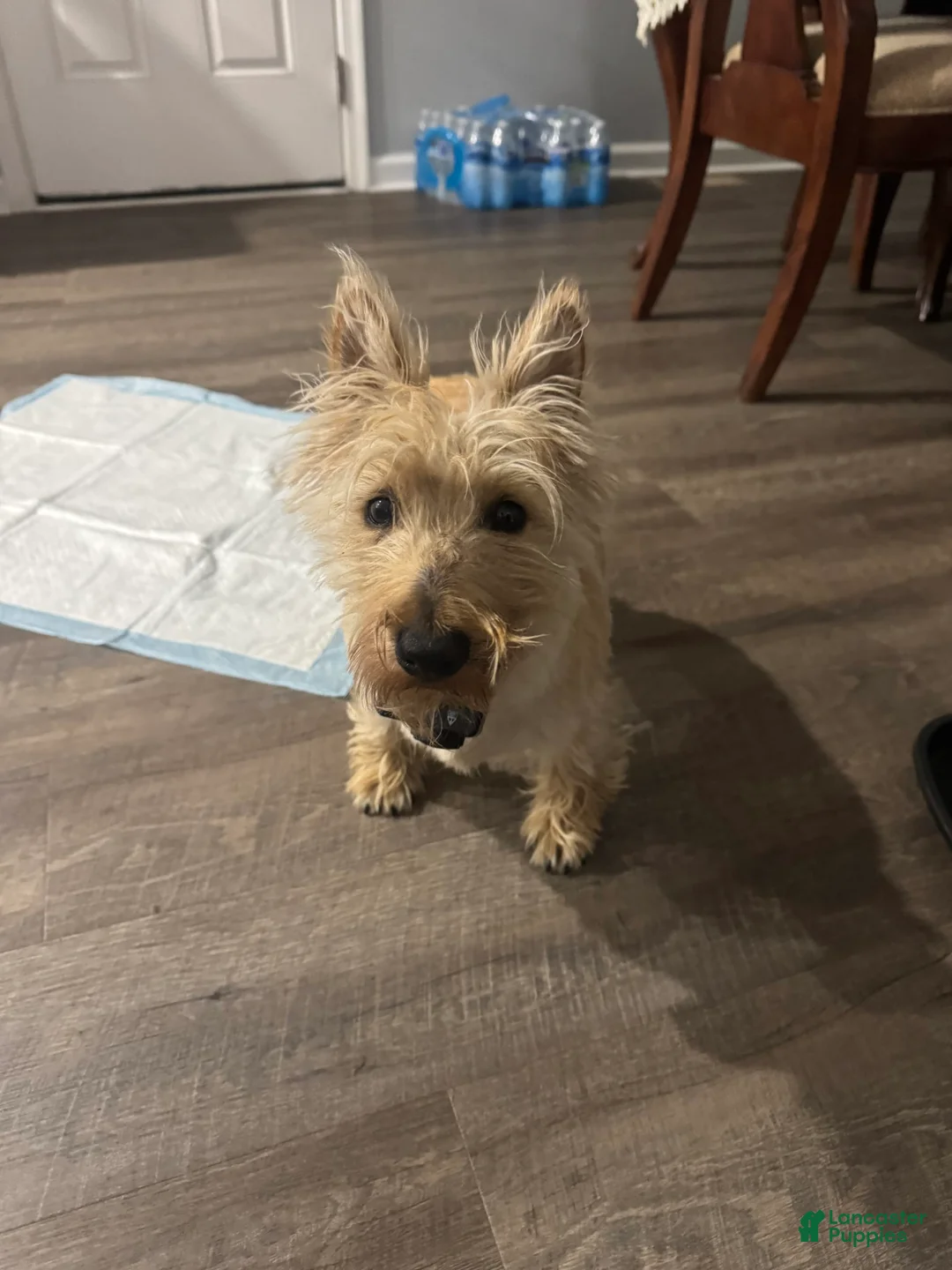 Gallery Image {{count}}