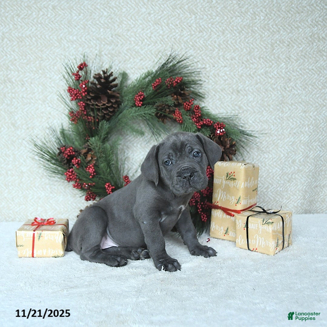 Cane Corso dogs for sale: Joy - Ad 10