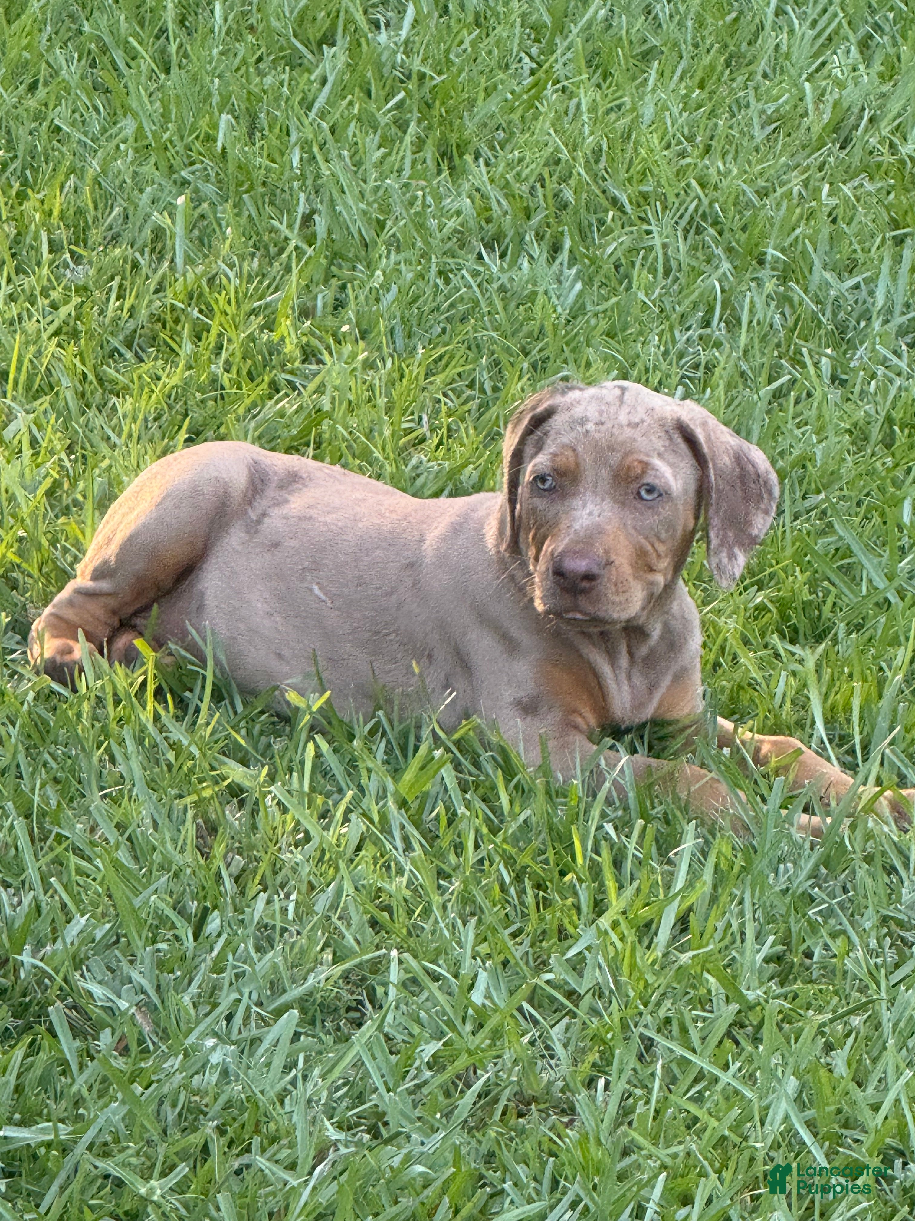Catahoula Leopard Dog dogs Tan Girl - Ad 1