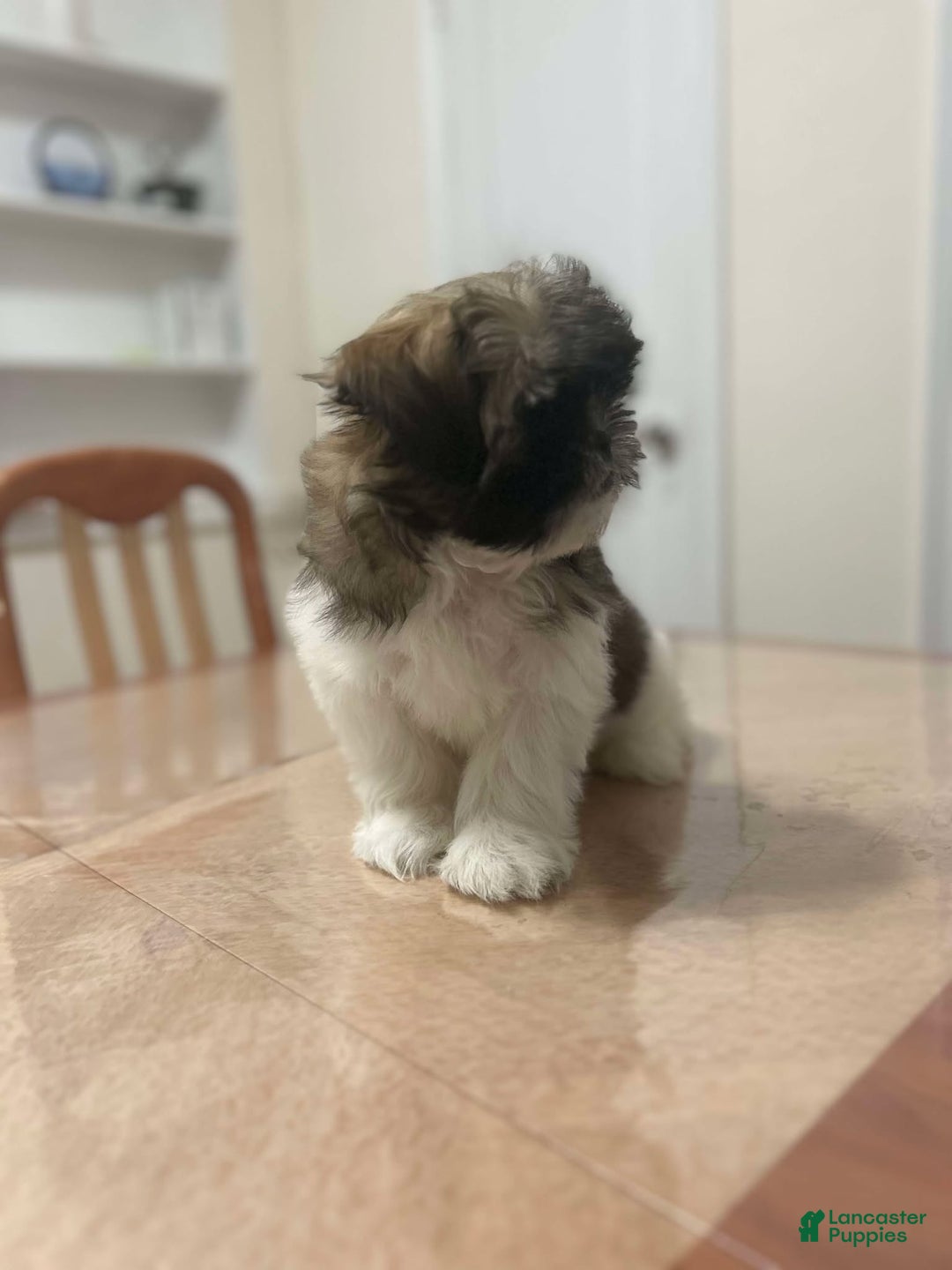 Shih Tzu dogs for sale: Abby - Ad 2