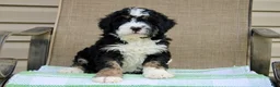 Mini Bernedoodle dogs for sale: Parker - Ad 23
