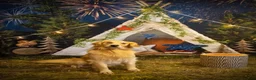 Golden Retriever dogs for stud: Ryder Stud - Ad 5