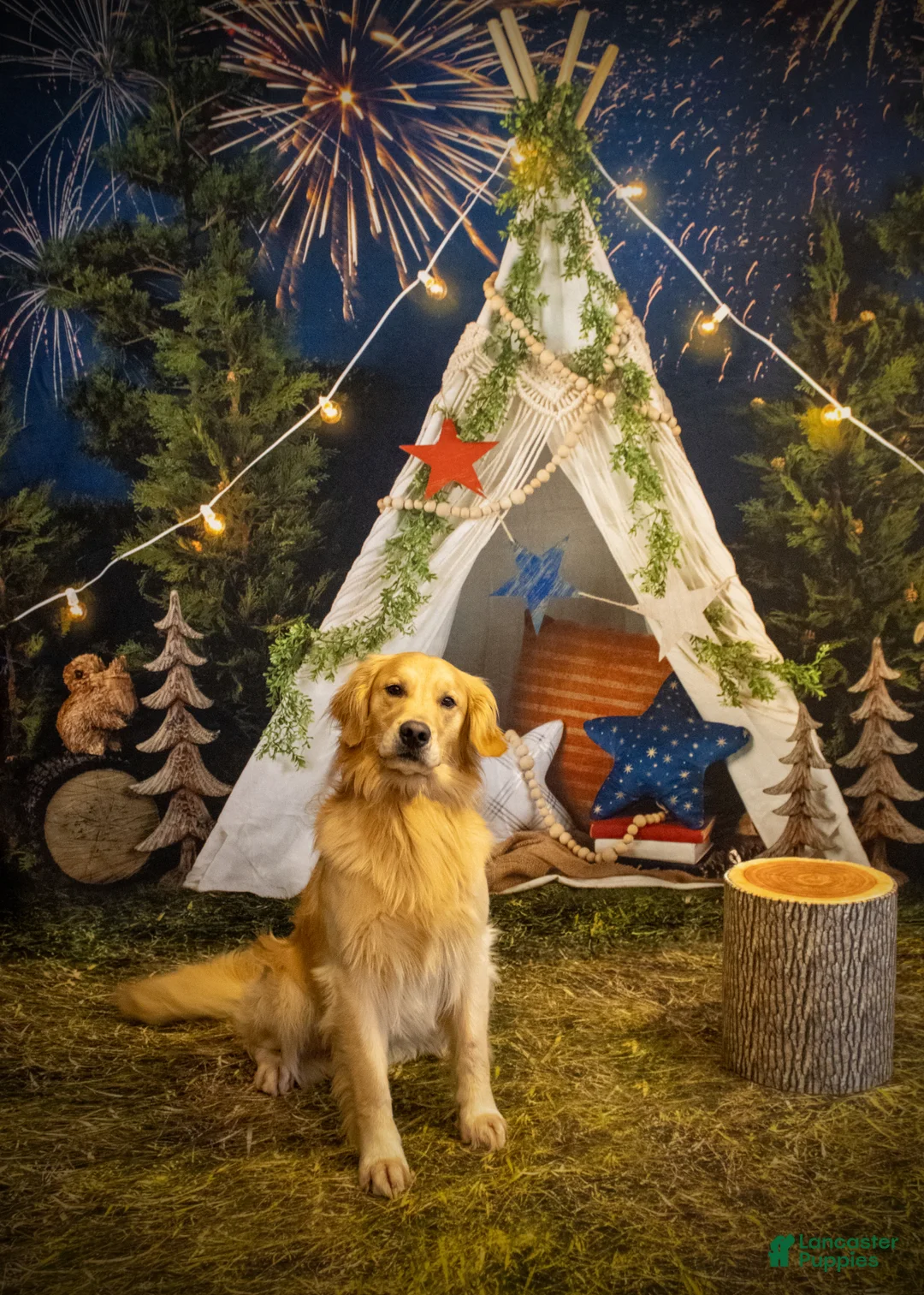 Golden Retriever dogs for stud: Ryder Stud - Ad 5