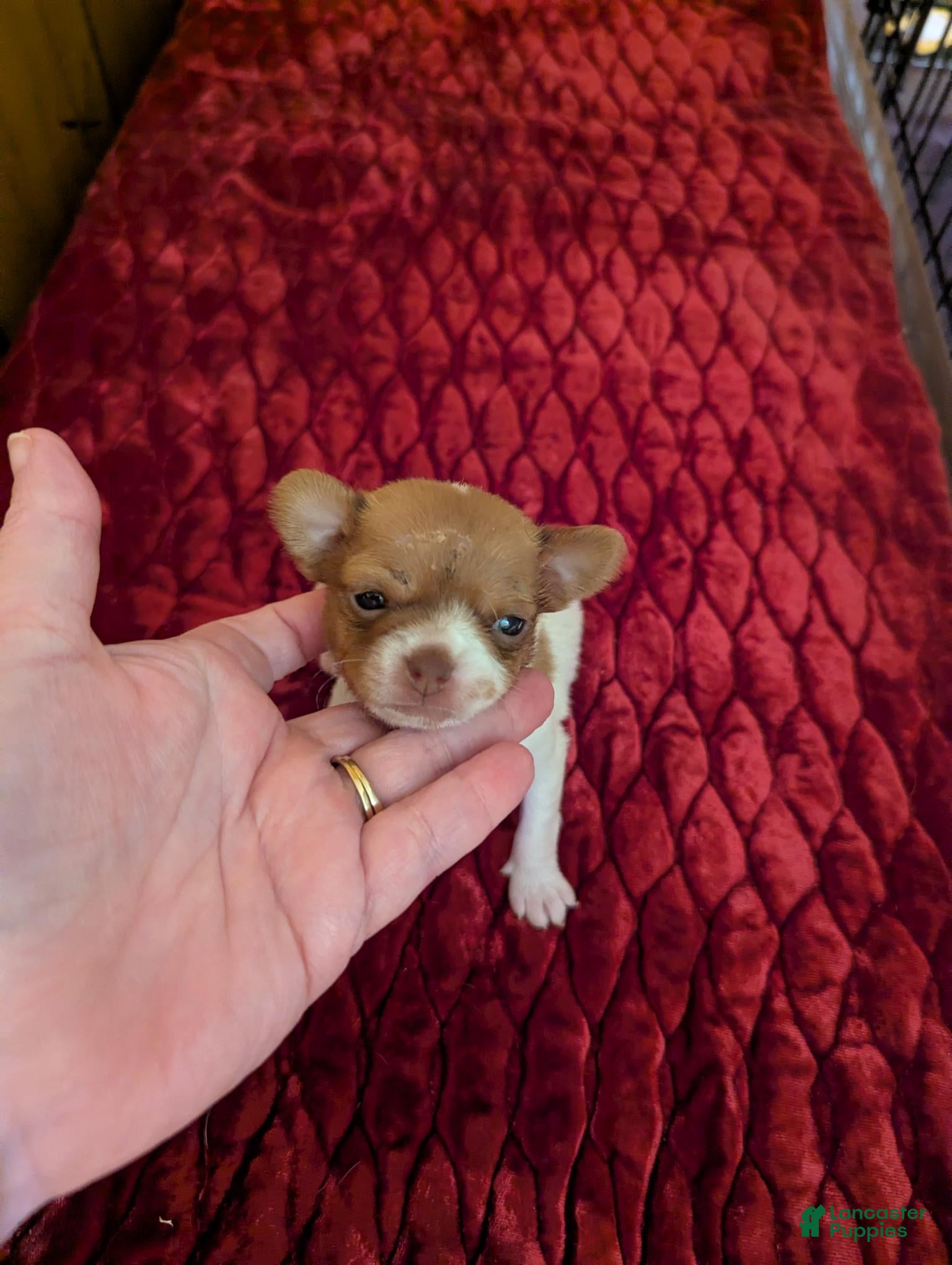 Chihuahua dogs Davi - Ad 13