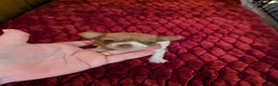 Chihuahua dogs for sale: Davi - Ad 1