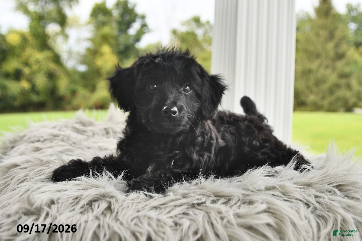 Morkie dogs for sale: Piper - Ad 1
