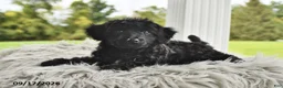 Morkie dogs for sale: Piper - Ad 2