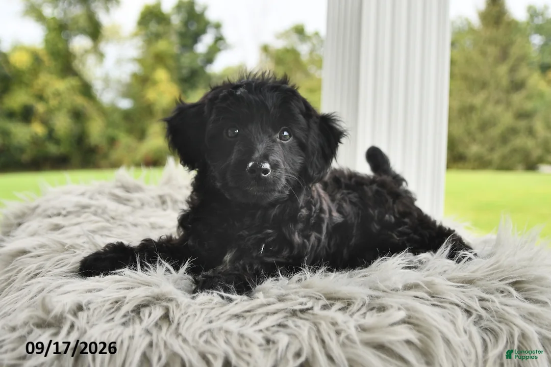 Morkie dogs for sale: Piper - Ad 2