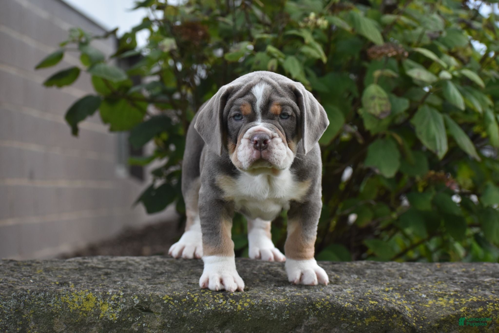 Beabull dogs Bubba - Ad 2
