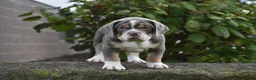 Beabull dogs for sale: Bubba - Ad 2