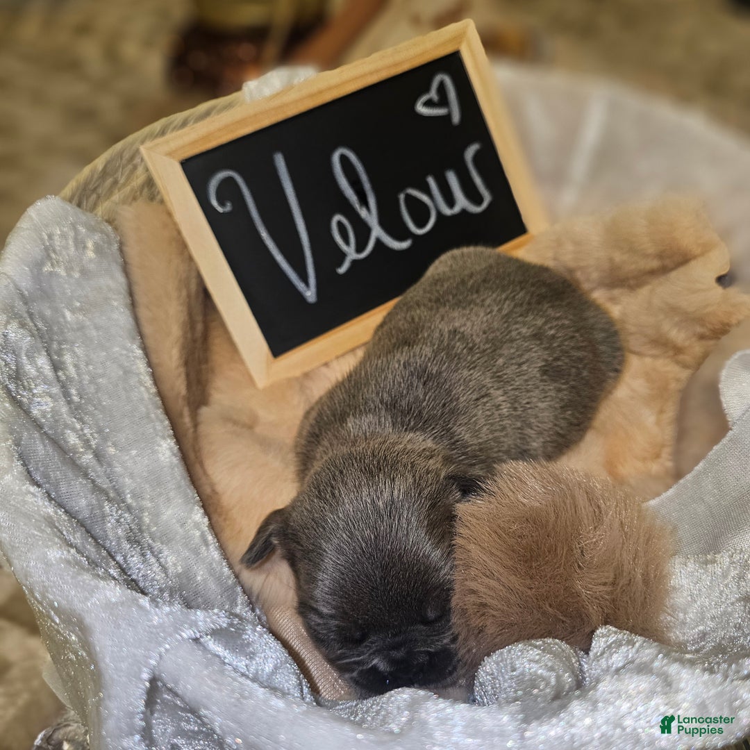 French Bulldog dogs for sale: Velour AKC Fluffy Carrier  - Ad 16