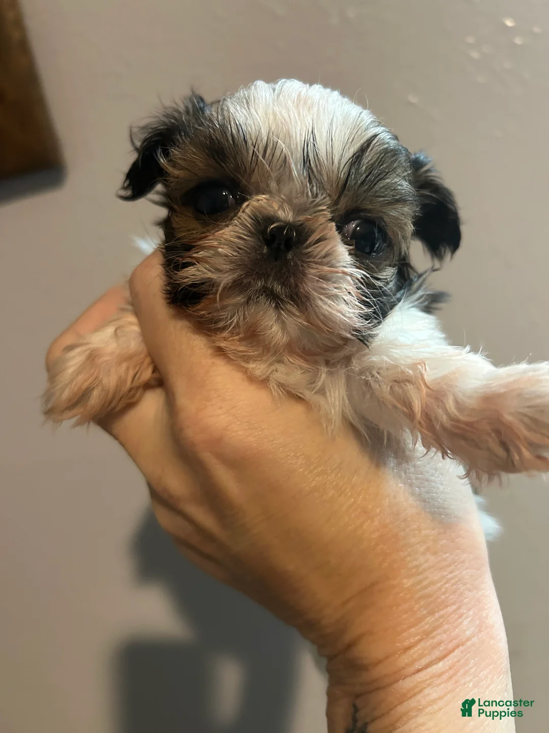 Shih Tzu dogs for sale: Jewel - Ad 2