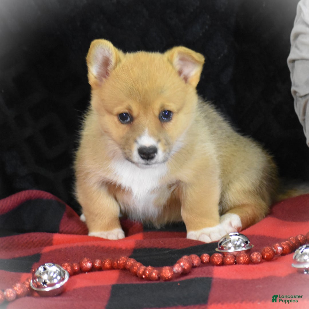 Welsh Corgi Pembroke dogs for sale: Milkyway - Ad 19