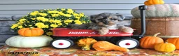 Yorkiepoo dogs for sale: Autumn - Ad 3