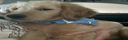 Goldendoodle dogs for sale: Goldendoodle 2 - Ad 2