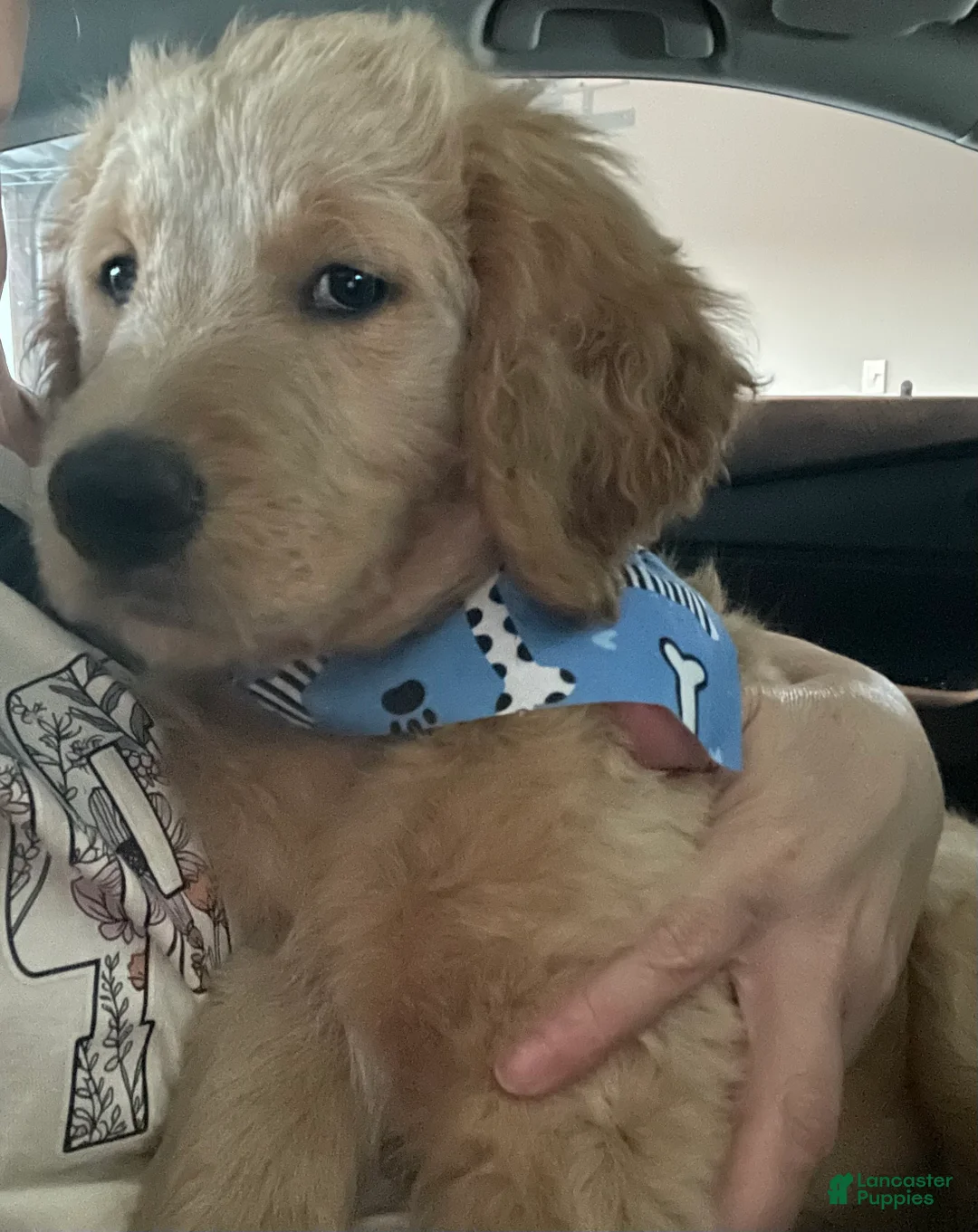 Goldendoodle dogs for sale: Goldendoodle 2 - Ad 2