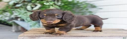 Miniature Dachshund dogs for sale: Maisie - Ad 1