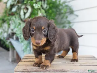 Miniature Dachshund dogs for sale: Maisie - Ad 4