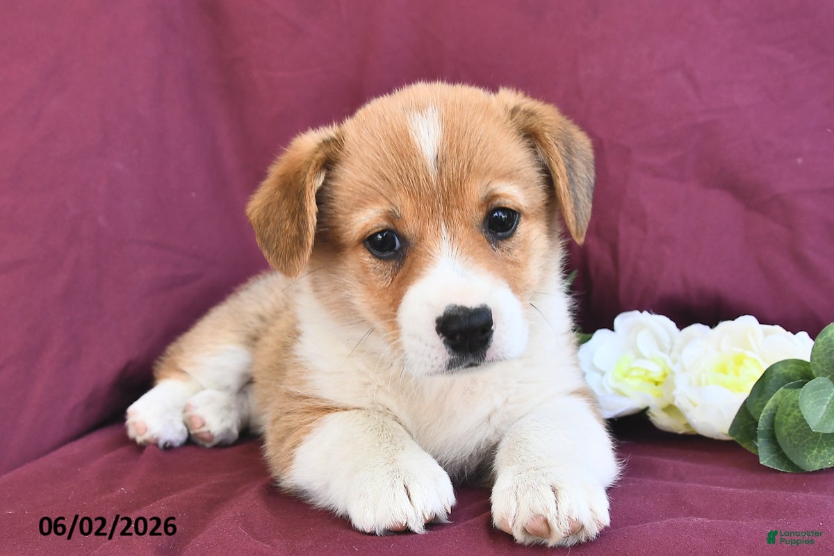 Welsh Corgi Pembroke dogs for sale: Kylie - Ad 1