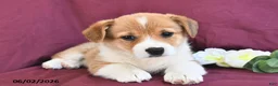 Welsh Corgi Pembroke dogs for sale: Kylie - Ad 1