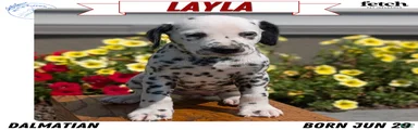 Layla