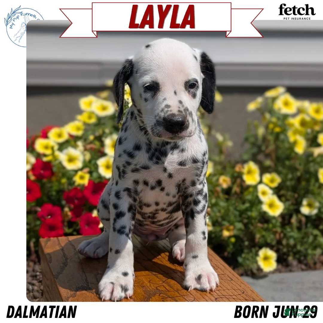 Dalmatian dogs for sale: Layla - Ad 1