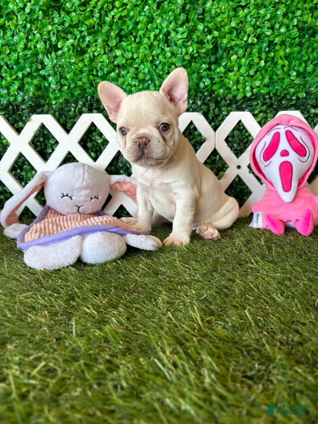 French Bulldog dogs for sale: French Bulldog Puppy 1 - Ad 7