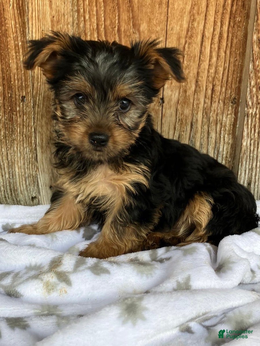 Yorkshire Terrier dogs Stella - Ad 2